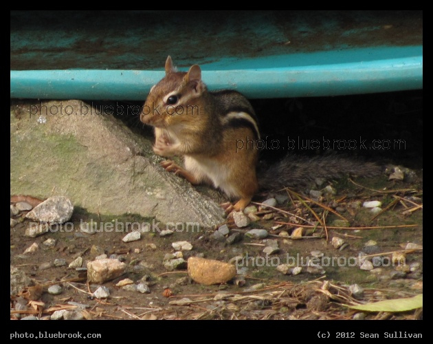 Stripey Chipmunk - Grafton, MA