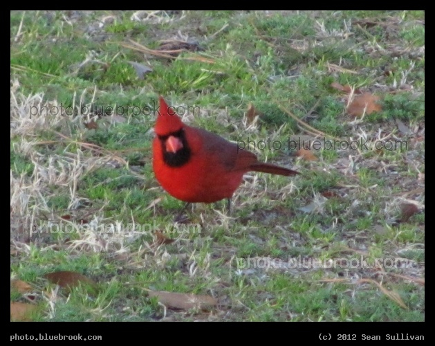 Lawn Gnome - Conical red hat. Beard. In the grass.  North Carolina