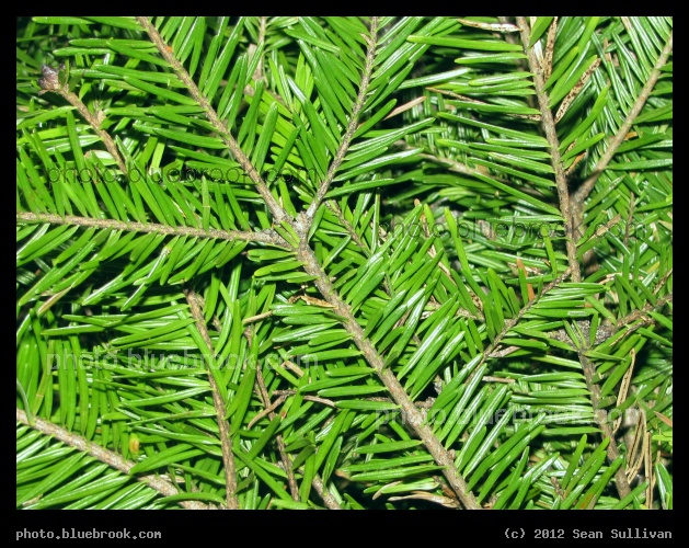Wreath Detail - Somerville, MA