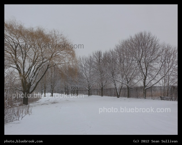 Fresh Snowfall - Mystic River Reservation, Somerville MA