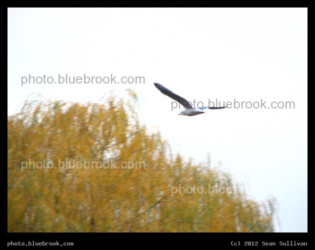 Flight of the Seagull - Cambridge, MA