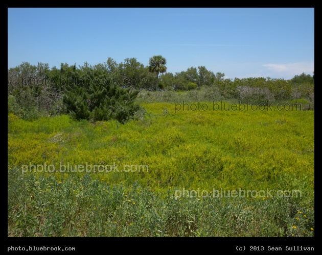 Verdant Field - Near the south end of Mosquito Lagoon, Merritt Island National Wildlife Refuge, FL