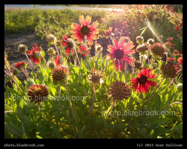 Mound of Flowers - Merritt Island National Wildlife Refuge, FL