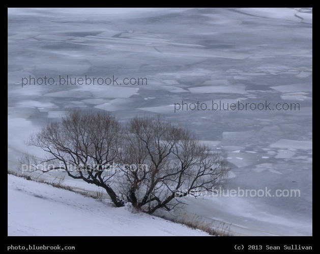 River Tiling - A tree along the shore of the Charles river, Cambridge MA