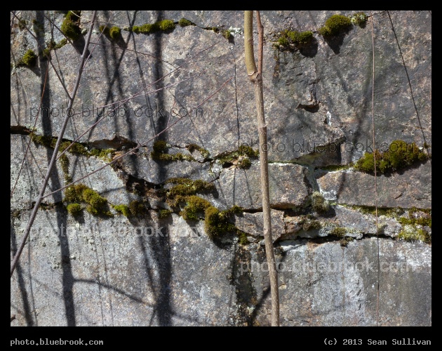 Moss Crevices - Worcester MA