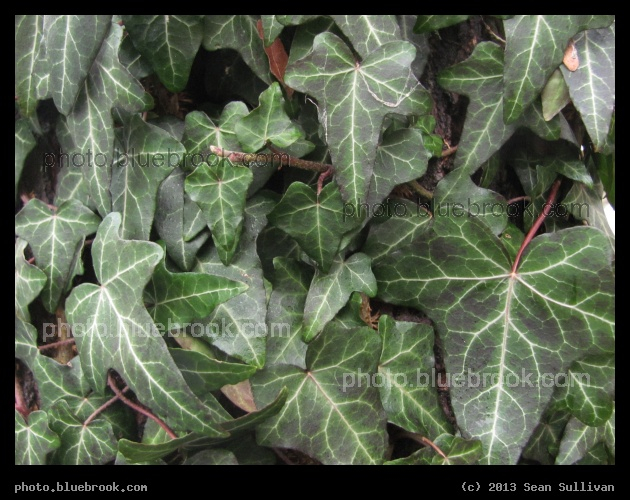 Ivy in January - Ivy climbing a tree, Somerville MA