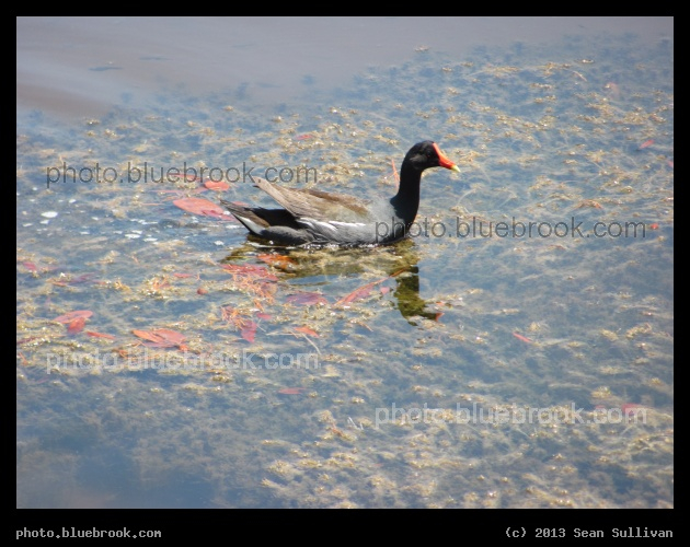 Splashes of Orange - Merritt Island National Wildlife Refuge, FL