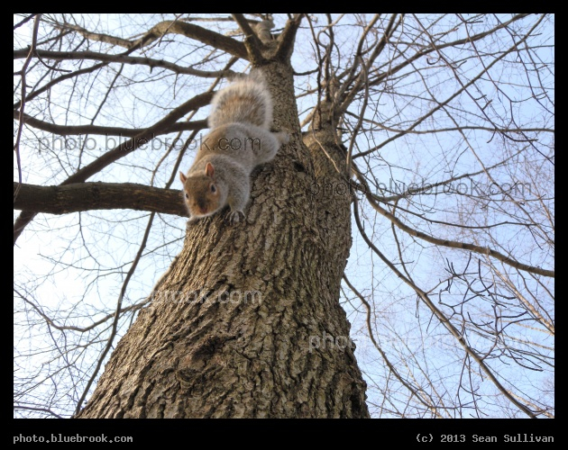 Vertical Habitat - Public Garden, Boston MA