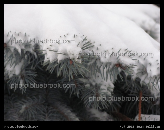 Snow on the Needles - Somerville MA