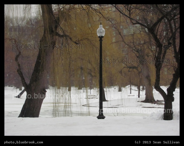 February in the Public Garden - Public Garden, Boston