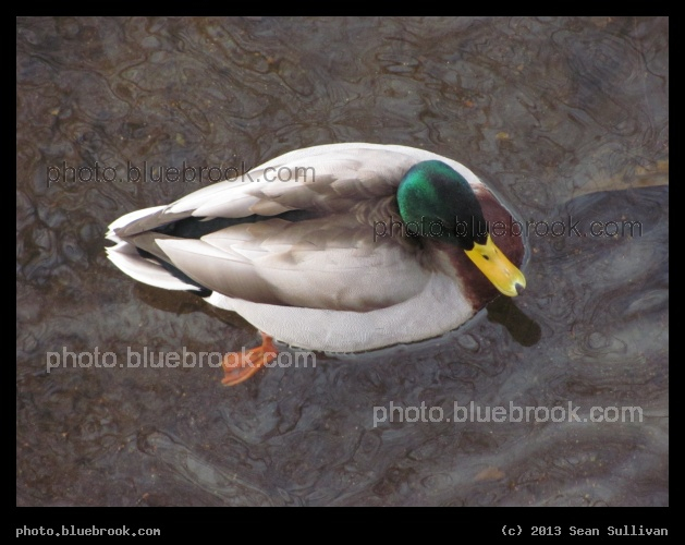 Overview of a Duck - Spot Pond Brook, Melrose MA