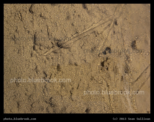 Frosted Stream - A thin layer of ice over a tiny stream, Worcester MA