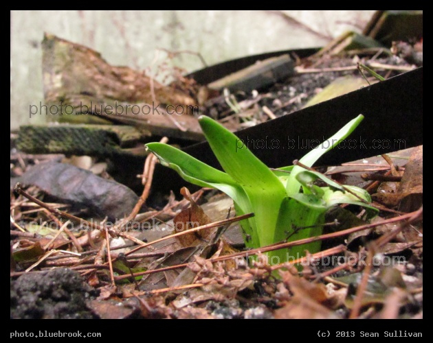 Spring Emergence - Somerville MA