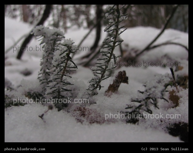 Ice on the Greenery - Somerville MA