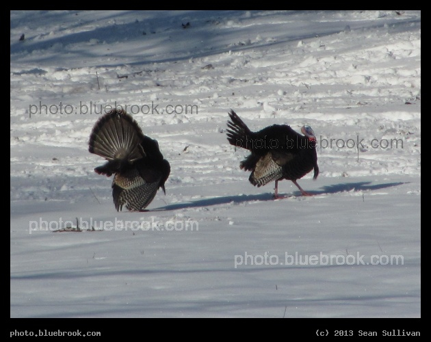 Turkey Display - Grafton MA