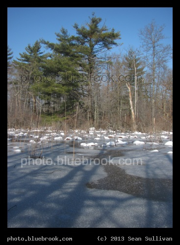 Shadows on the Pond - Walpole, MA