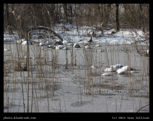 Frozen Reeds - Walpole, MA
