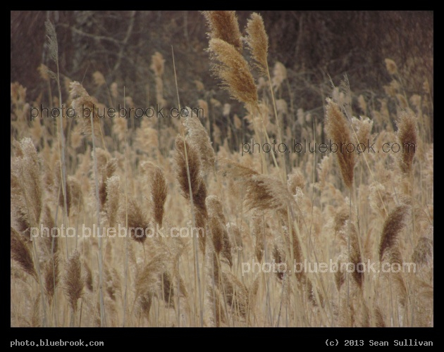 Feathery Winter Grasses - Everett, MA
