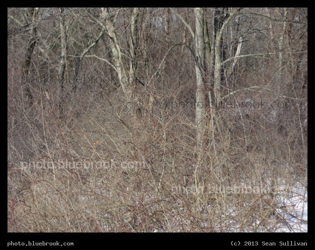 Tangled - Walpole, MA