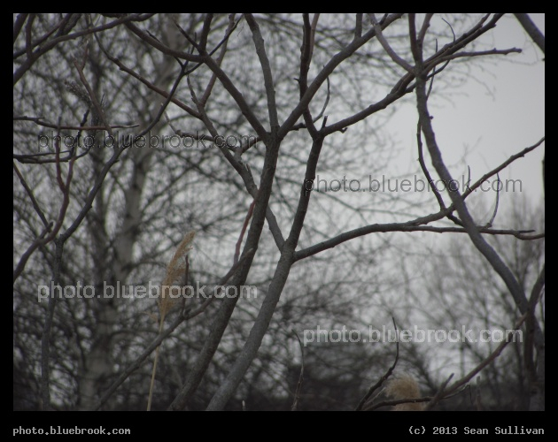 Branching Perspective - Everett, MA