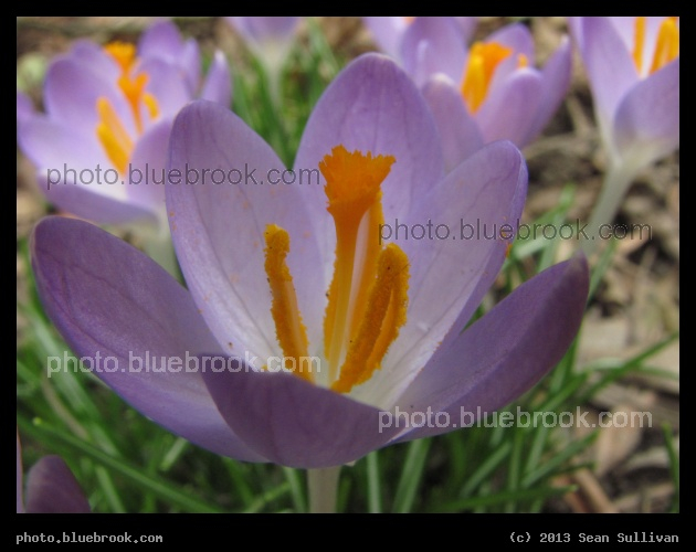 Spring Crocuses - Somerville, MA