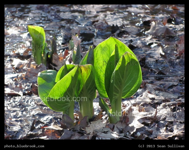 Skunk Cabbage - Pine Banks Park, Malden/Melrose MA