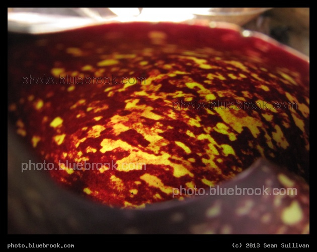 Stained Glass Flora - Sunlight shining through skunk cabbage, Pine Banks Park, Malden/Melrose MA
