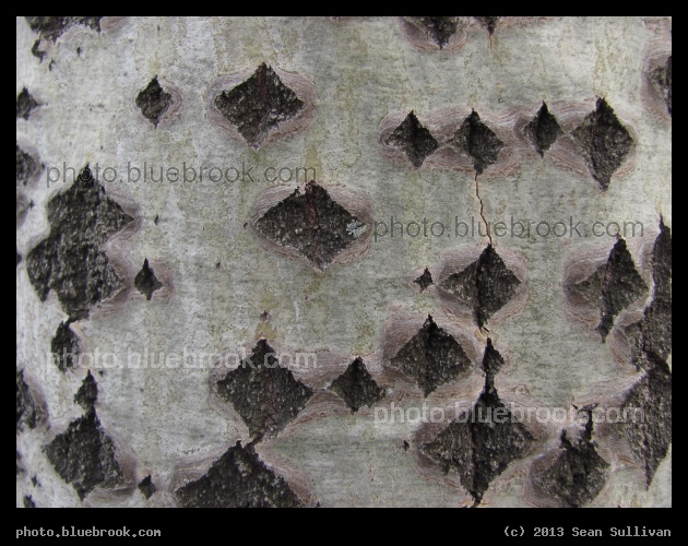 Diamond Bark - Medford MA