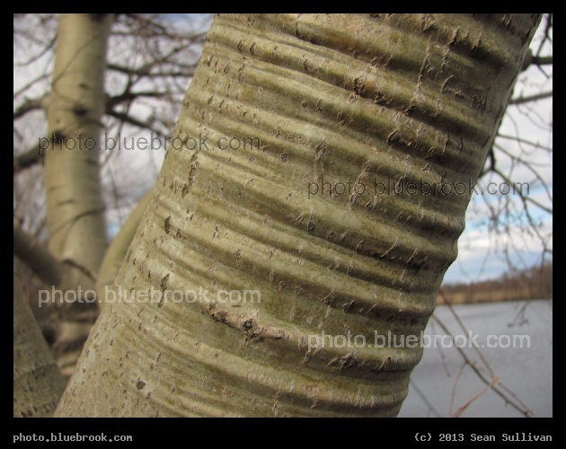 Wrinkled Bark - Medford MA