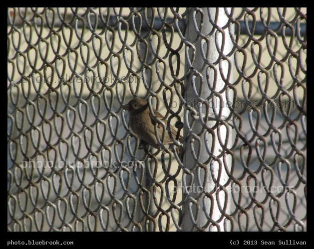 Fence Perch - Somerville MA