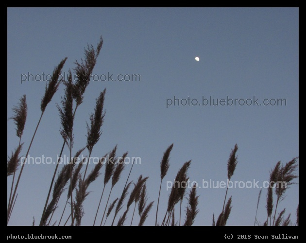 Evening Grasses - Cambridge MA