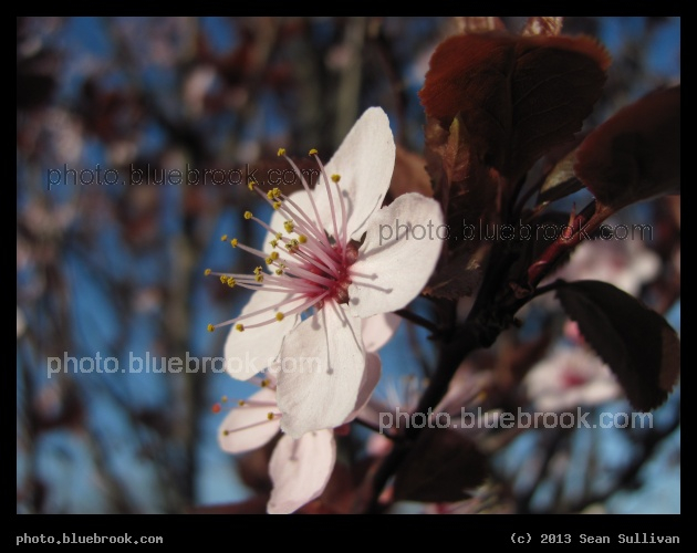 Pink and Maroon - Somerville MA