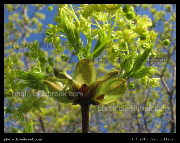 Glowing Tree Flowers - Somerville MA