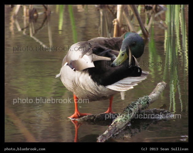 Grooming Duck - Pine Banks Park, Melrose MA