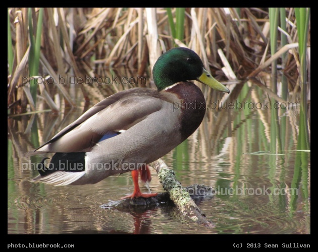 Well-Groomed Duck - Pine Banks Park, Melrose MA