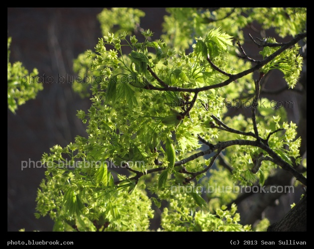 Spring Maple - Cambridge MA