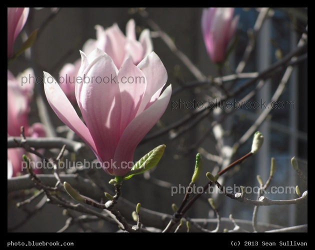 Cupped Petals - Cambridge MA