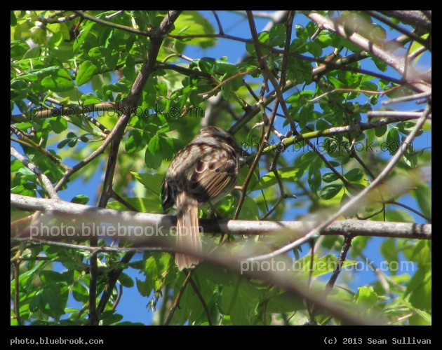 Hidden Among the Leaves - Watertown MA