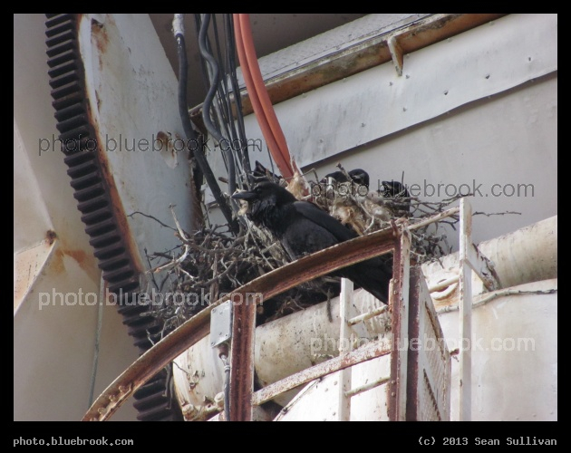 Steampunk Crows Nest - Prospect Hill Park, Waltham MA
