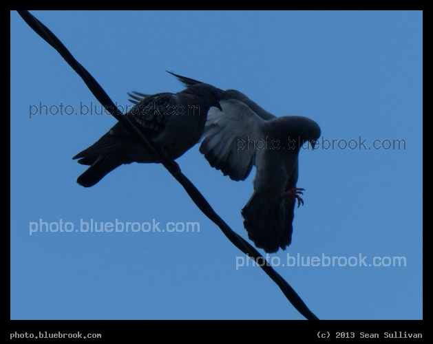 Landing Pigeon - Portland, ME