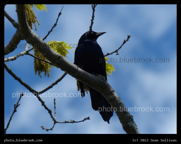 Tree Guardian - Portland, ME