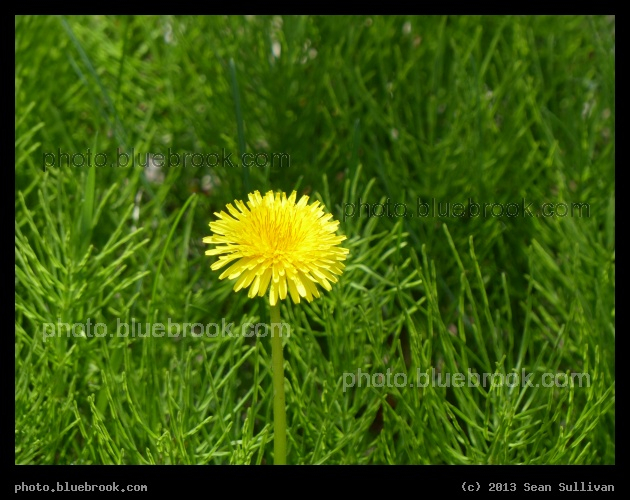Solo Dandelion - Portland, ME