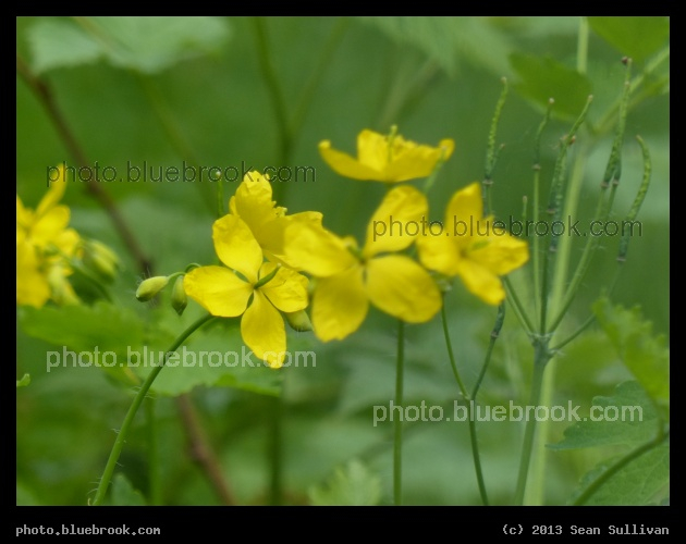 Yellow Splash - Grafton, MA