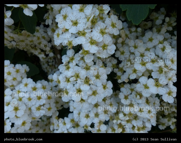 Miniature Bouquets - Somerville MA