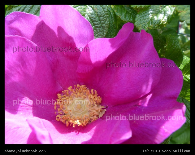 In the Rose - Boston MA