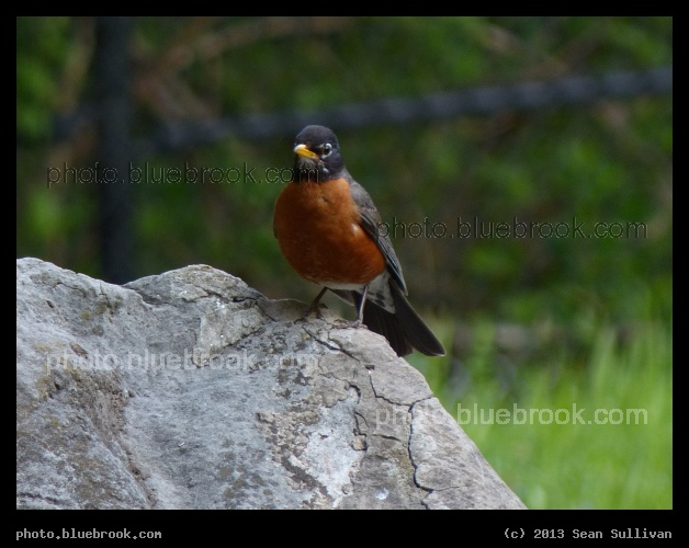 Robin on a Rock - Franklin Park Zoo, Boston MA