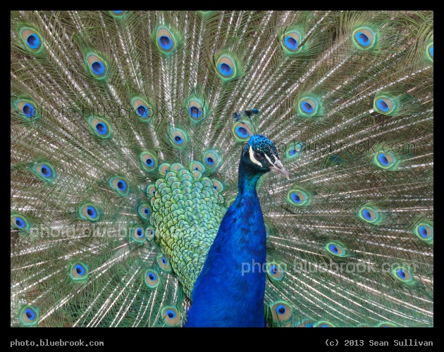 Brilliant Feathers - Franklin Park Zoo, Boston MA