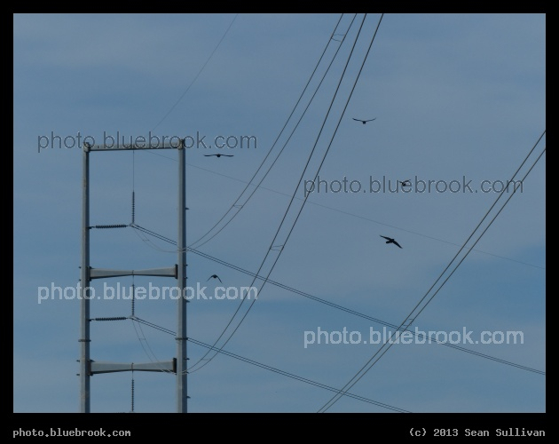 Flying among the Wires - Dallas TX