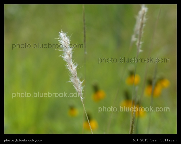 Fluffy Seeds - Cedar Ridge Preserve, Dallas TX