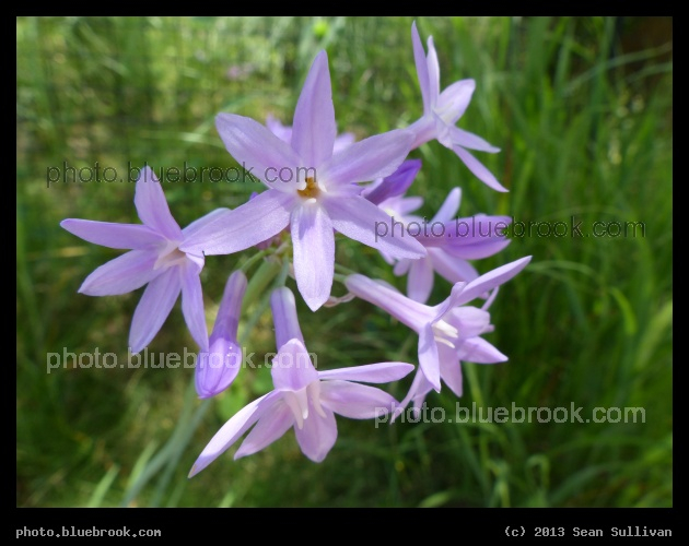 Purple Stars - Dallas TX